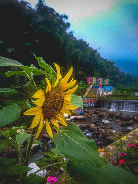 Close-up of sunflower