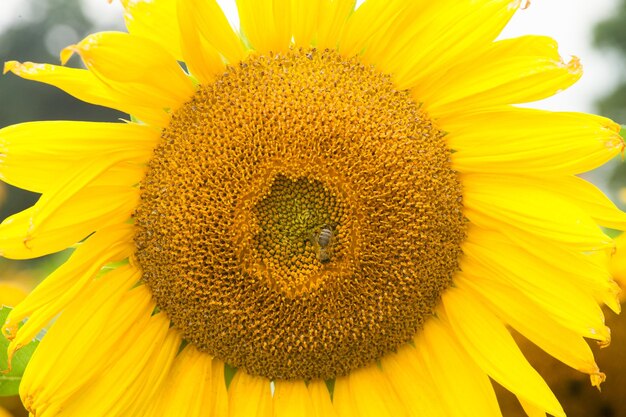 Close-up of sunflower