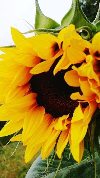 Close-up of sunflower