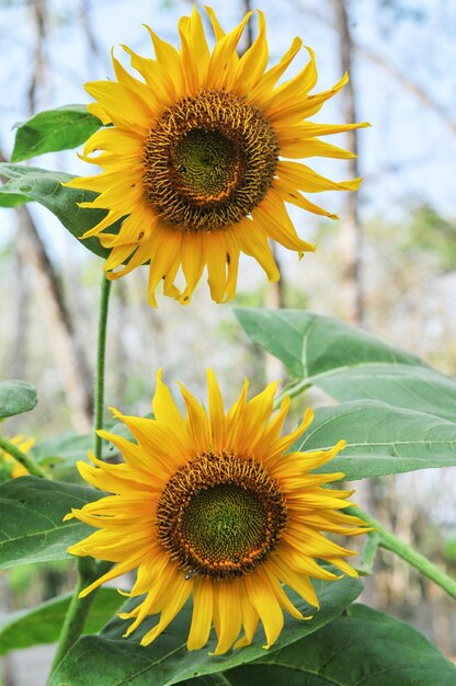 Close-up of sunflower