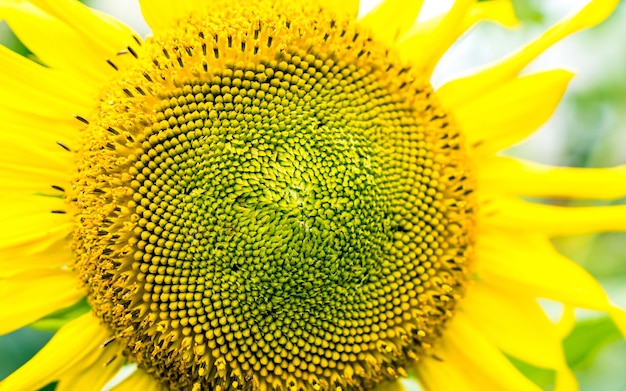 Close-up of sunflower