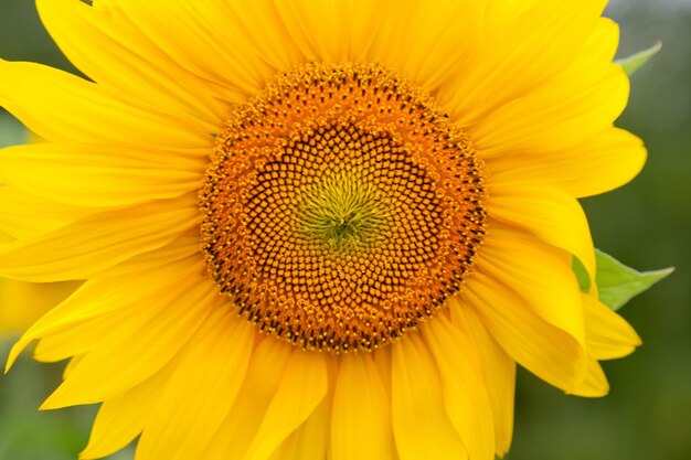 Close-up of sunflower