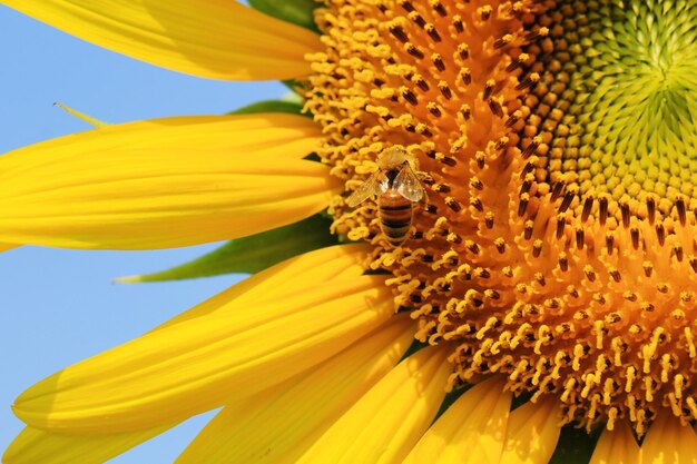 Close-up of sunflower