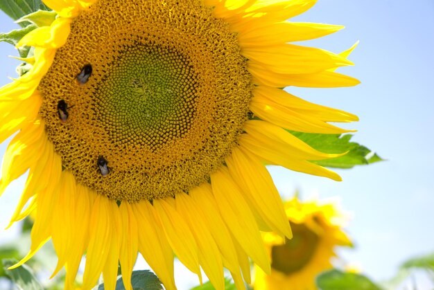 Close-up of sunflower