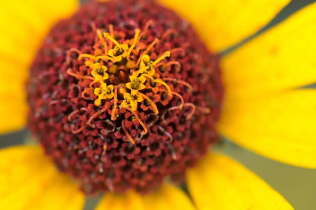 Close-up of sunflower