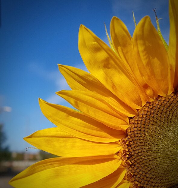 Close-up of sunflower