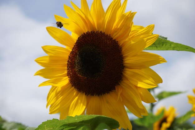 Close-up of sunflower