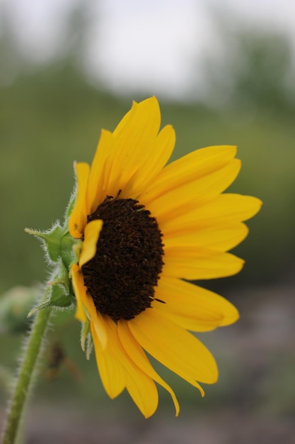 Photo close-up of sunflower