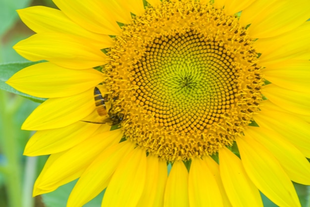 Close-up of sunflower