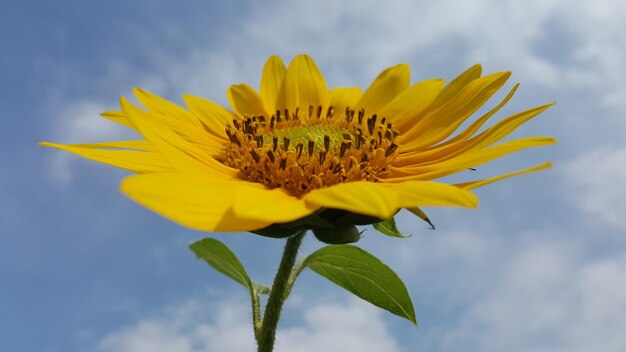 Foto prossimo piano del girasole