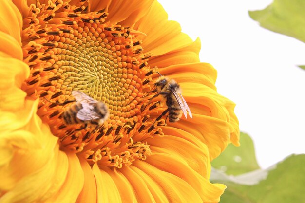 Close-up of sunflower