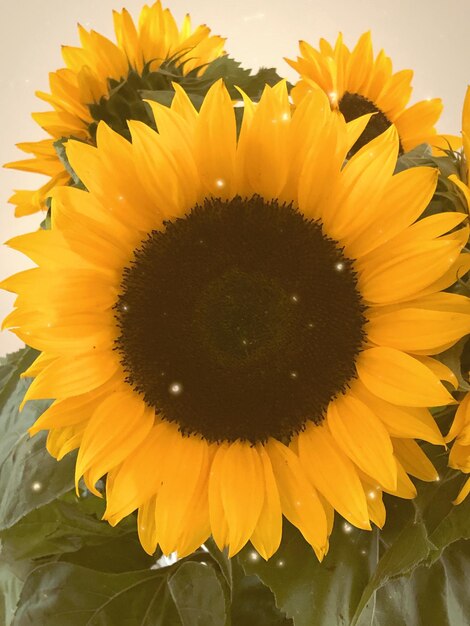 Close-up of sunflower