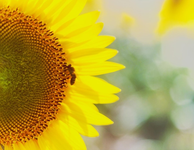 Photo close-up of sunflower