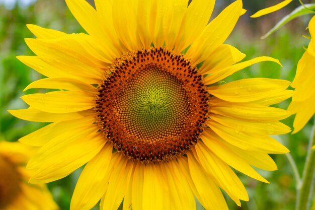 Close-up of sunflower