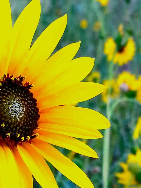 Close-up of sunflower