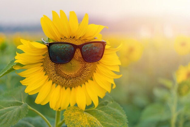 Close-up of sunflower