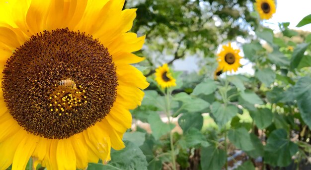 Close-up of sunflower