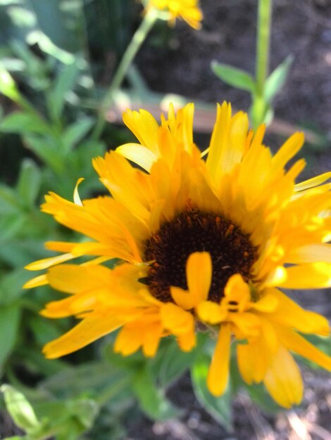 Close-up of sunflower