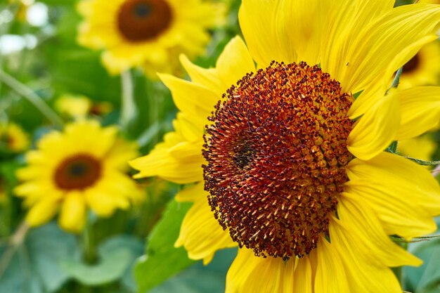 Close-up of sunflower