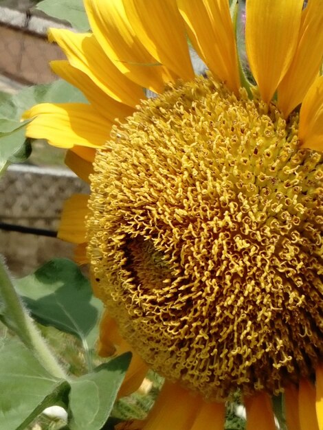 Close-up of sunflower