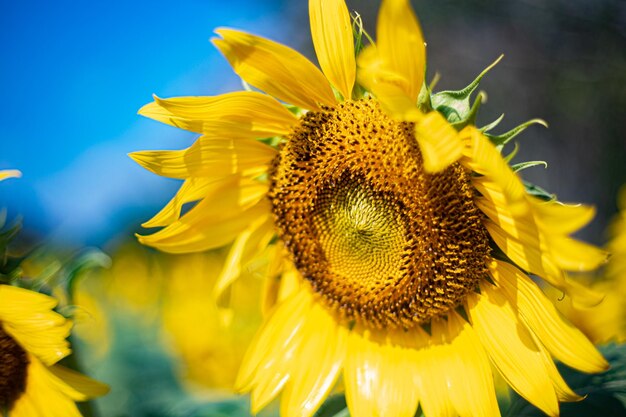 Close-up of sunflower