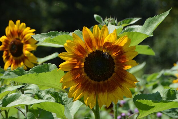 Close-up of sunflower