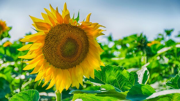 Close-up of sunflower