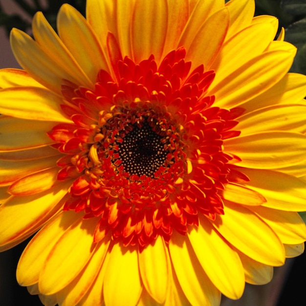 Close-up of sunflower