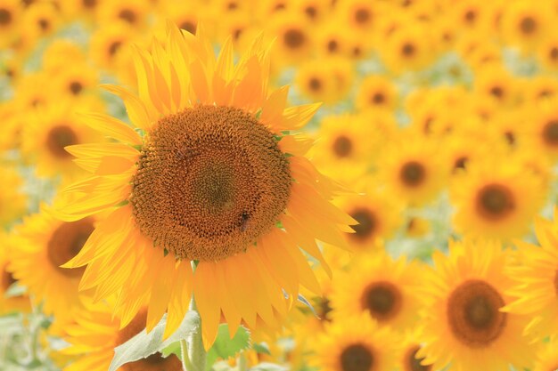 Close-up of sunflower