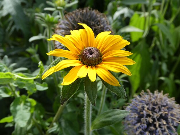 Photo close-up of sunflower