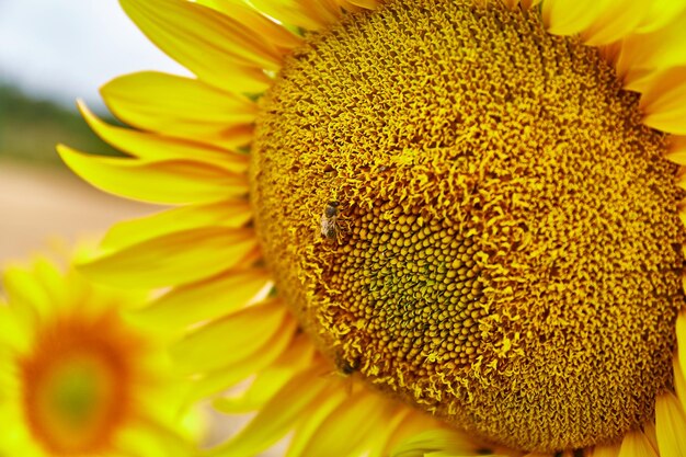 Close-up of sunflower