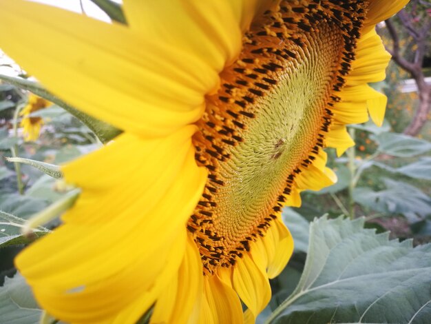 Close-up of sunflower