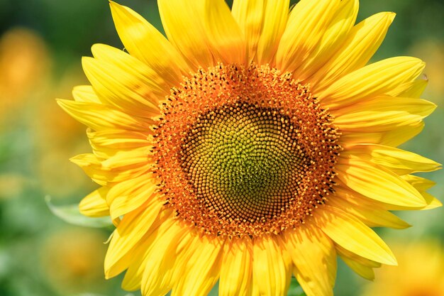 Close-up of sunflower