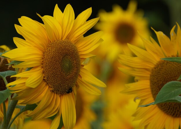 Close-up of sunflower