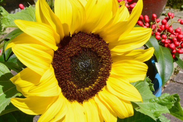 Close-up of sunflower