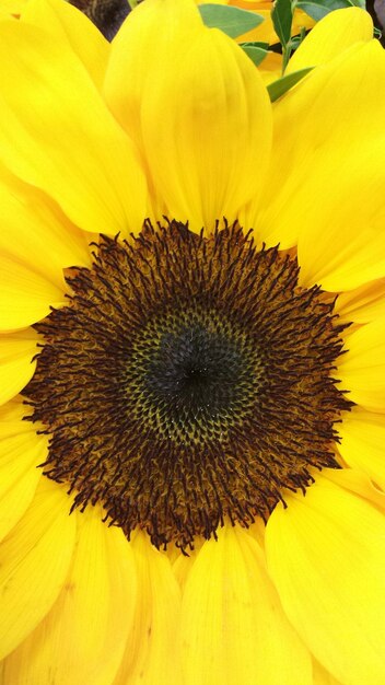 Close-up of sunflower