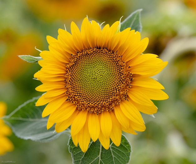 Close-up of sunflower