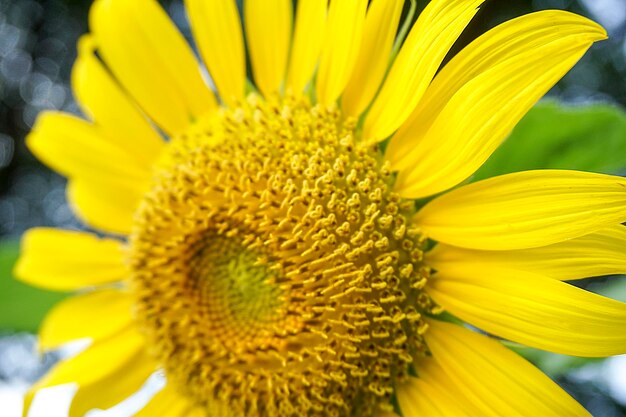 Close-up of sunflower