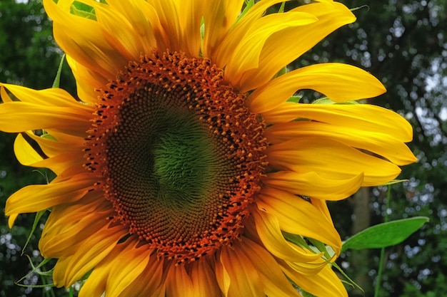 Photo close-up of sunflower