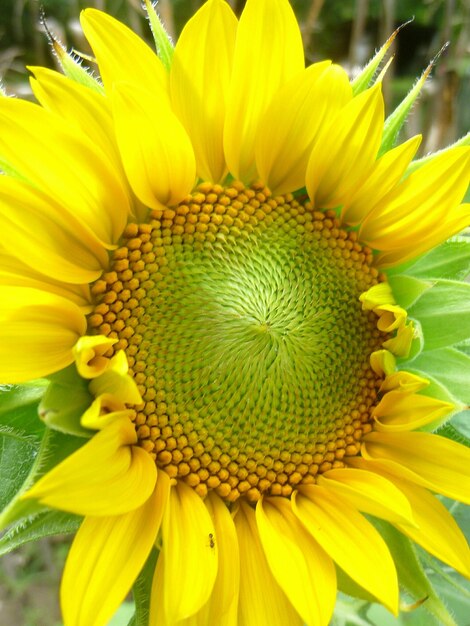 Close-up of sunflower