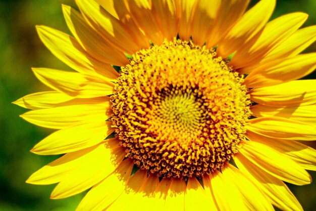 Close-up of sunflower