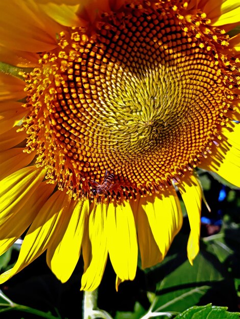 Close-up of sunflower