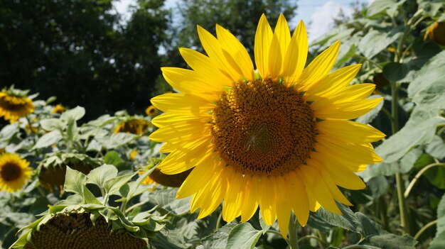 Close-up of sunflower