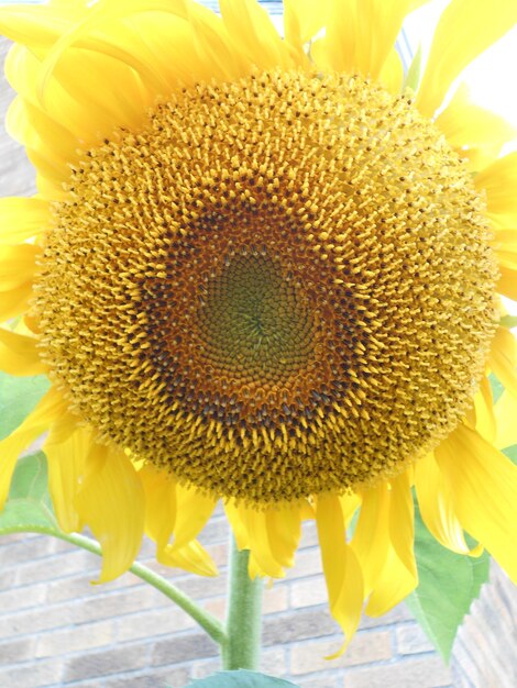 Close-up of sunflower