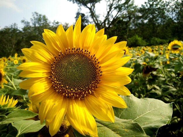 Close-up of sunflower