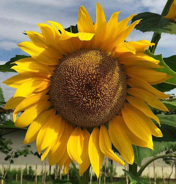 Close-up of sunflower