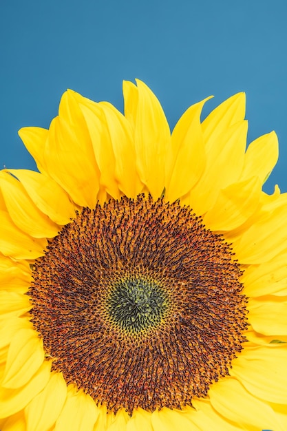 Photo close-up of sunflower