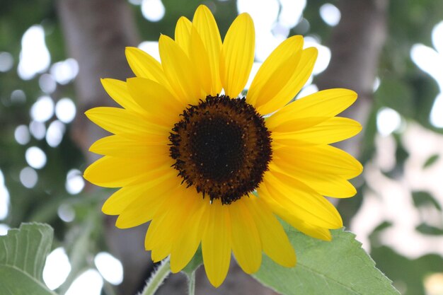 Close-up of sunflower