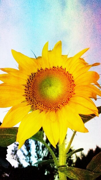 Close-up of sunflower