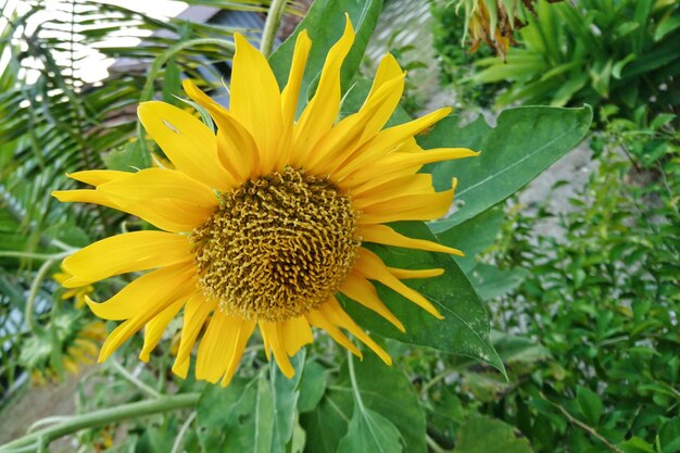 Close-up of sunflower